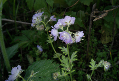 Phacelia gilioides