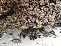 Palythoa tuberculosa