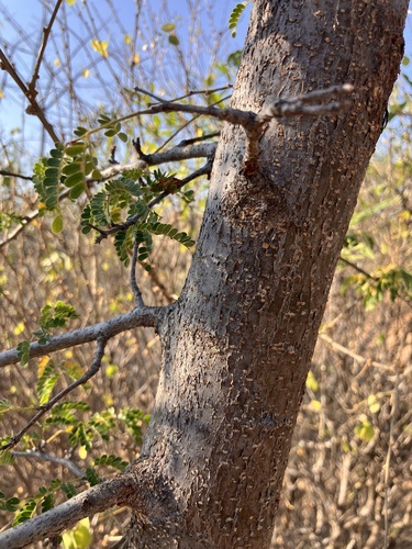 Albizia forbesii, photograph 6