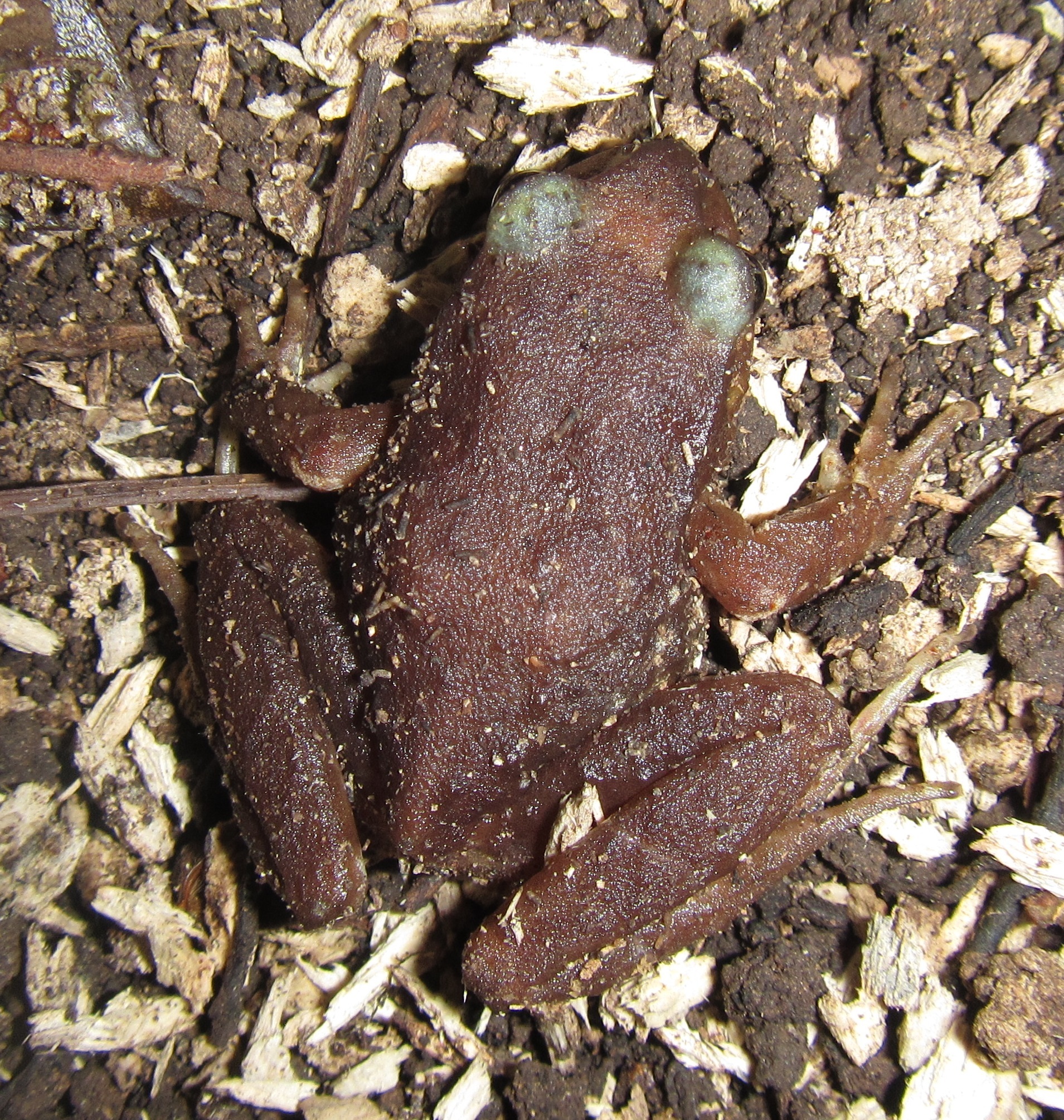 Eupsophus insularis (Philippi, 1902)