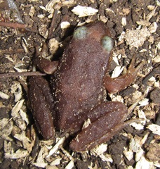 Eupsophus insularis