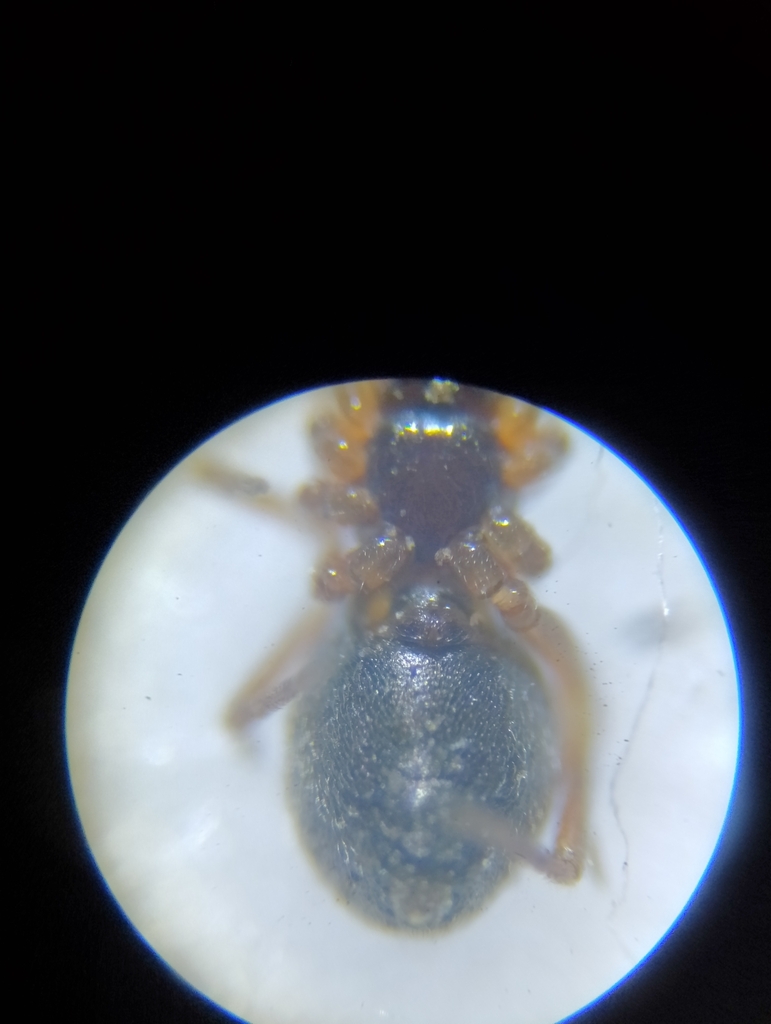 Araeoncus humilis