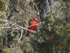 Pyrocephalus rubinus