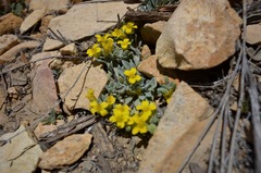Physaria kingii
