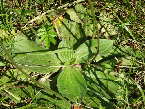 Plaukuotasis gyslotis