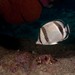 Threebanded Butterflyfish - Photo (c) Isai Dominguez, some rights reserved (CC BY-NC-ND), uploaded by Isai Dominguez