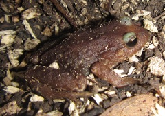 Eupsophus insularis