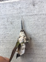 Archilochus colubris