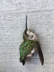 Archilochus colubris