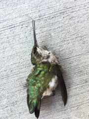 Archilochus colubris