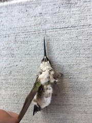 Archilochus colubris