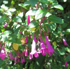 Clinopodium multiflorum