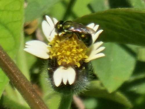 Emerald Small Carpenter