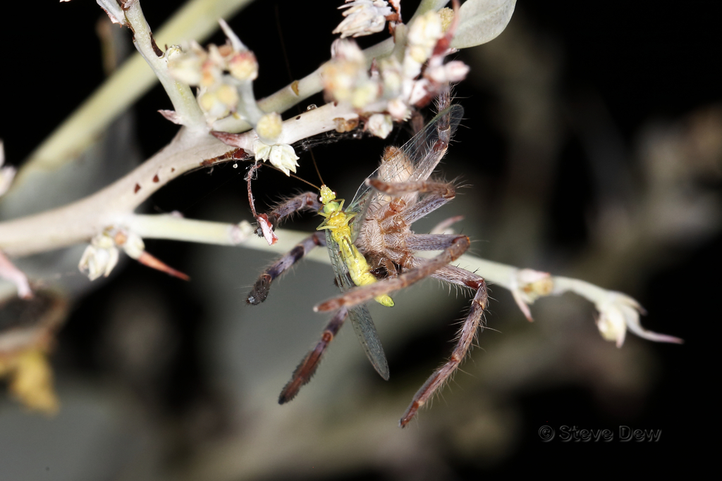 Typostola pilbara