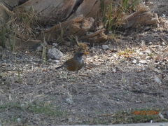 Turdus rufopalliatus