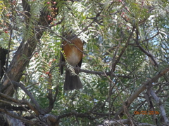 Turdus rufopalliatus