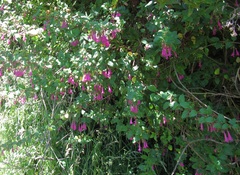 Clinopodium multiflorum
