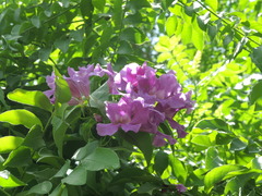 Amphilophium