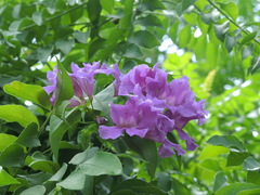 Amphilophium