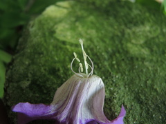 Amphilophium