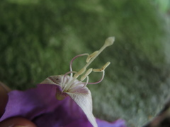 Amphilophium