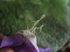 Amphilophium
