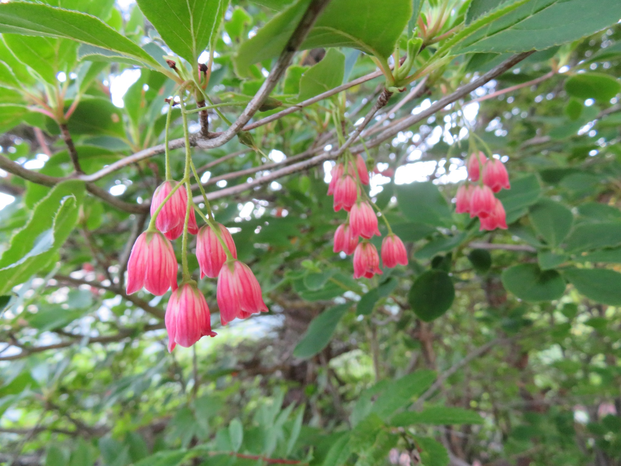 Redvein Enkianthus (Enkianthus campanulatus)