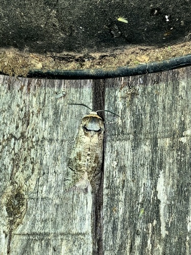 Cossus cossus