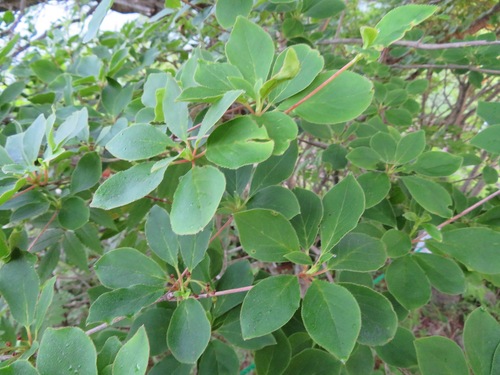 Image of Enkianthus campanulatus by (c) Marco Mussita, some rights reserved (CC BY)