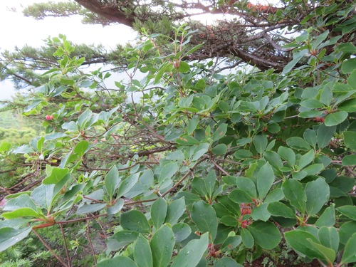 Image of Enkianthus campanulatus by (c) Marco Mussita, some rights reserved (CC BY)