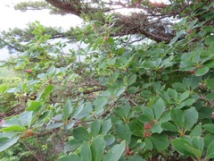 Enkianthus campanulatus, photograph (c) Marco Mussita, some rights reserved (CC BY)