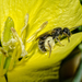Lasioglossum lusorium - Photo (c) bob15noble, some rights reserved (CC BY-NC), uploaded by bob15noble