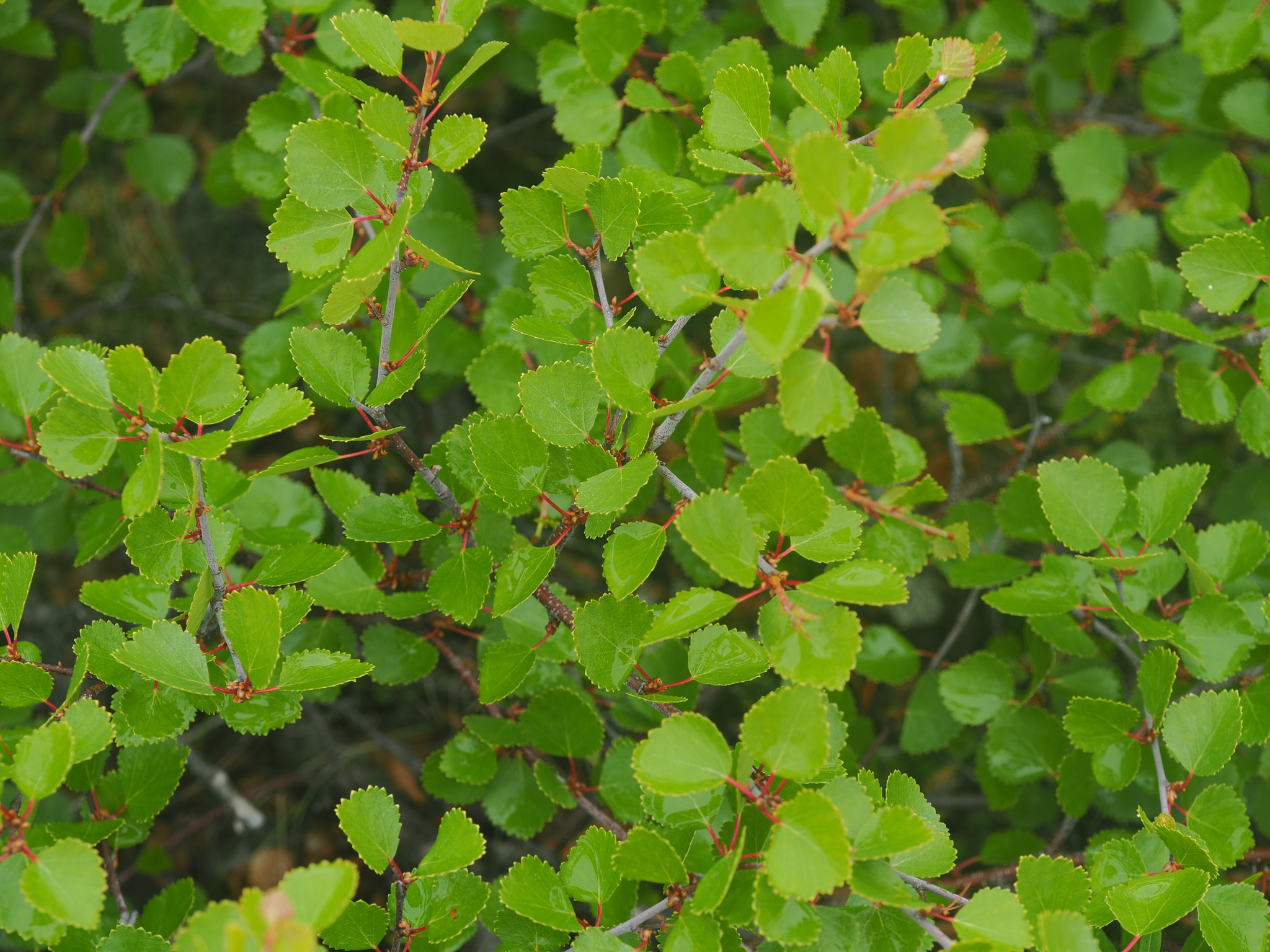Betula X alpestris