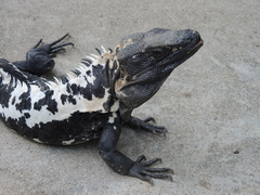 Ctenosaura