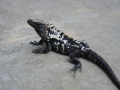 Ctenosaura