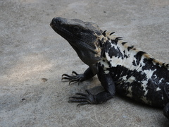Ctenosaura