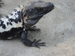 Ctenosaura