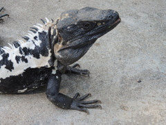 Ctenosaura