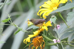 Northern Double-Collared Sunbird photo 2