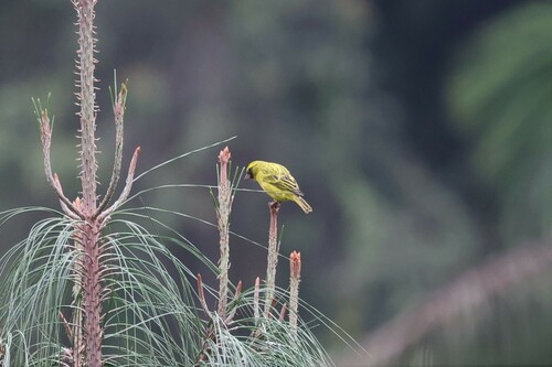 Western Citril (Crithagra frontalis), photo 8