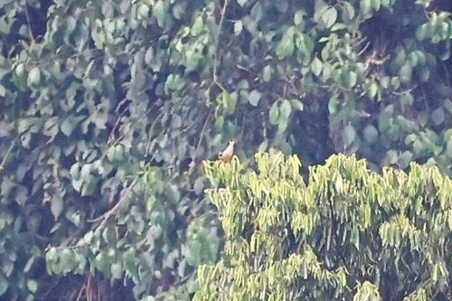 Sharpe's Starling (Pholia sharpii), photo 5