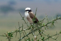 Eurocephalus ruppelli