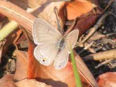 Euchrysops malathana