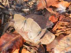 Euchrysops malathana