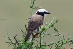 Eurocephalus ruppelli