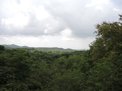 Wimmeria microphylla