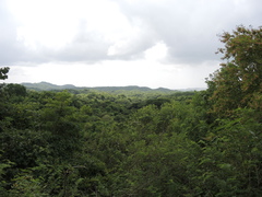 Wimmeria microphylla