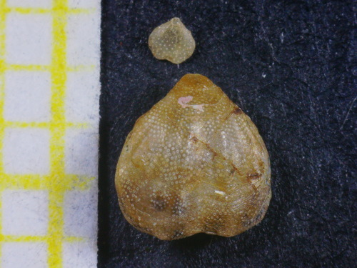 Joania cordata