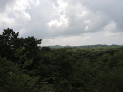 Wimmeria microphylla