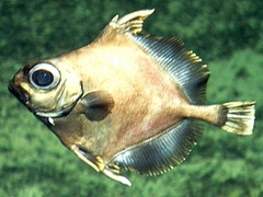 False Boarfish photo 1